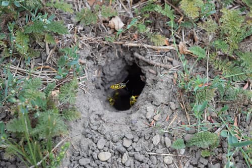 découvrez les dangers des nids de guêpes souterrains, leur identification, et des conseils pour les éliminer efficacement tout en protégeant votre espace. informez-vous sur les comportements de ces insectes et les précautions à prendre pour éviter leurs piqûres.